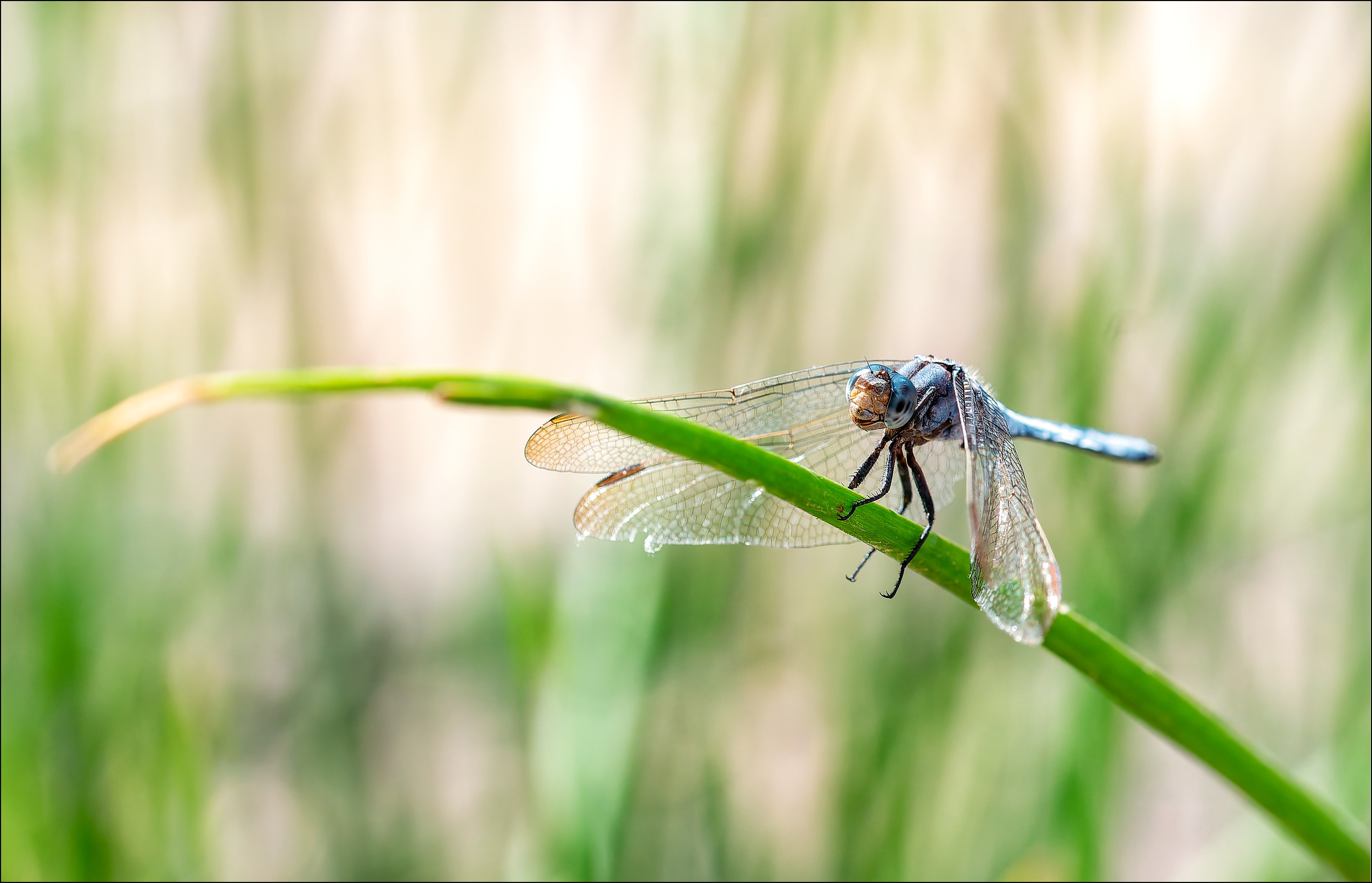 Qu'est ce qu'elle a ma gueule DSC 0089